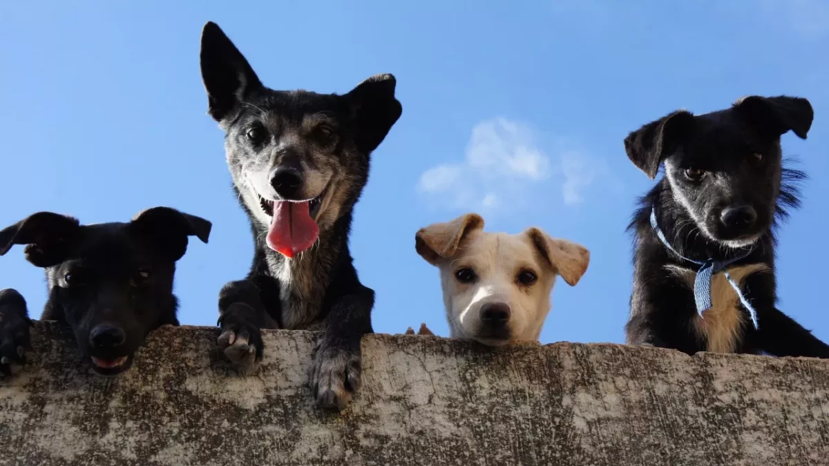 Risking jail for owning a pet: ‘No Dogs Allowed’ can become a reality in this country 