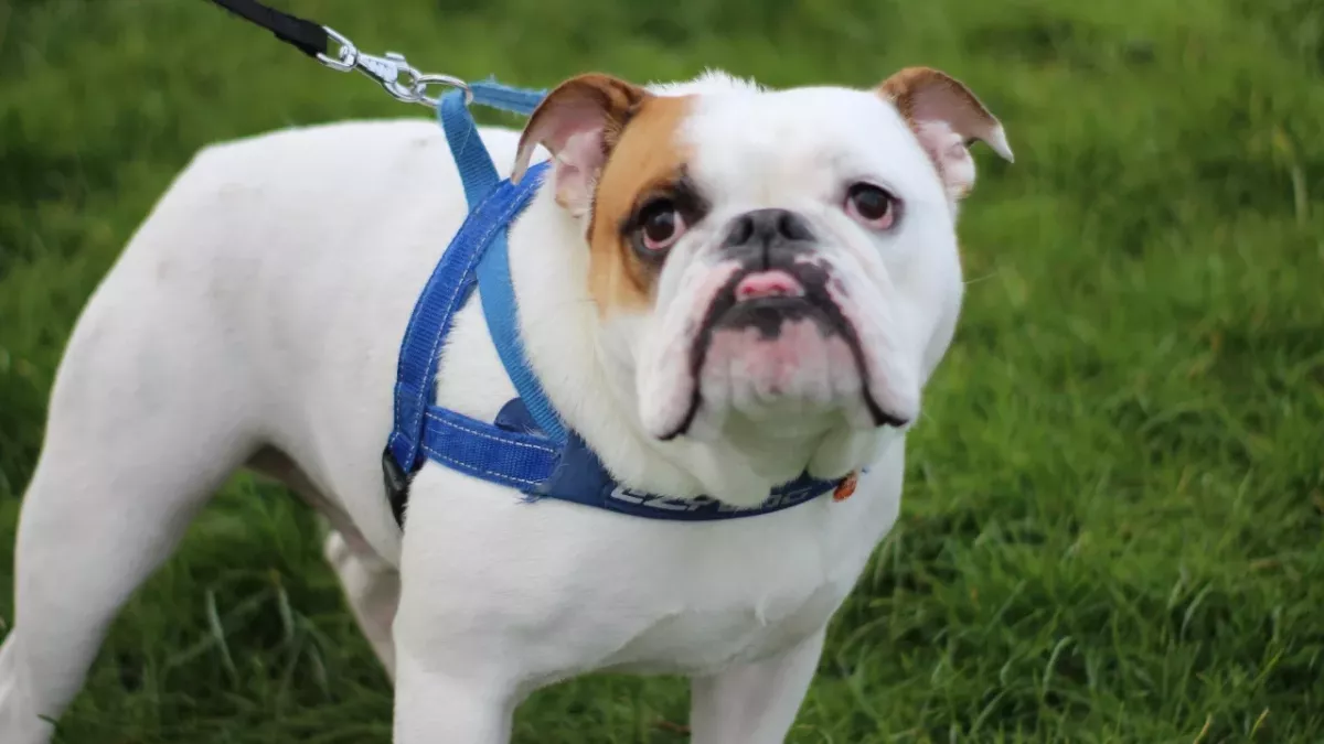 'The saddest looking puppy' whose abusive owner left her with multiple fractures is now happy in her forever home 