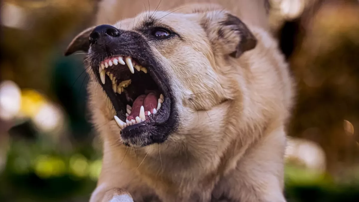 A savage dog attack leaves one woman dead and another injured