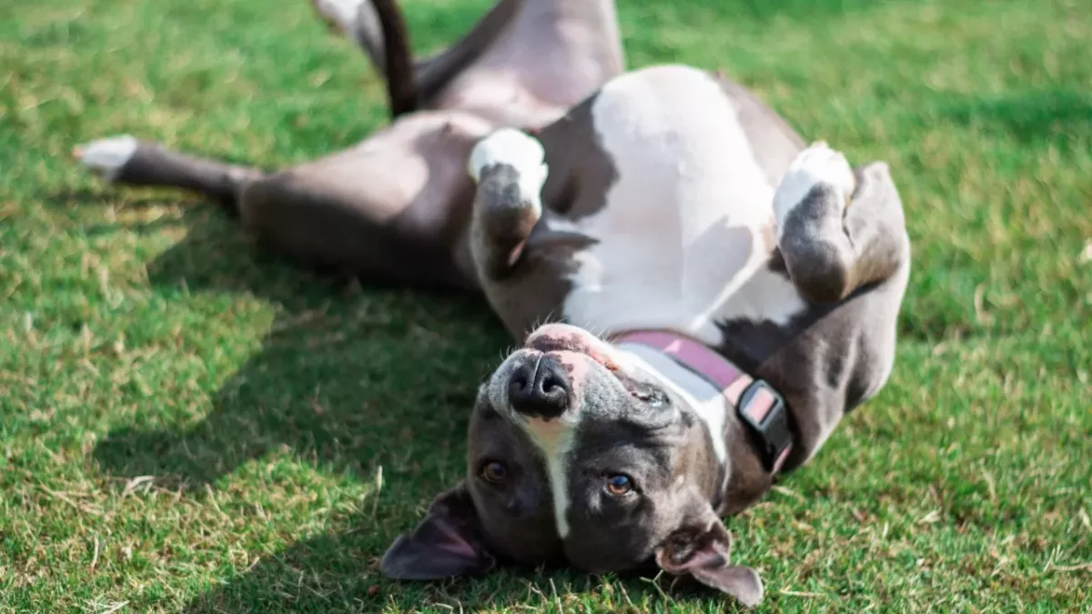 This 'scary-looking' dog finds a new home after a ‘makeover’ with a propeller hat