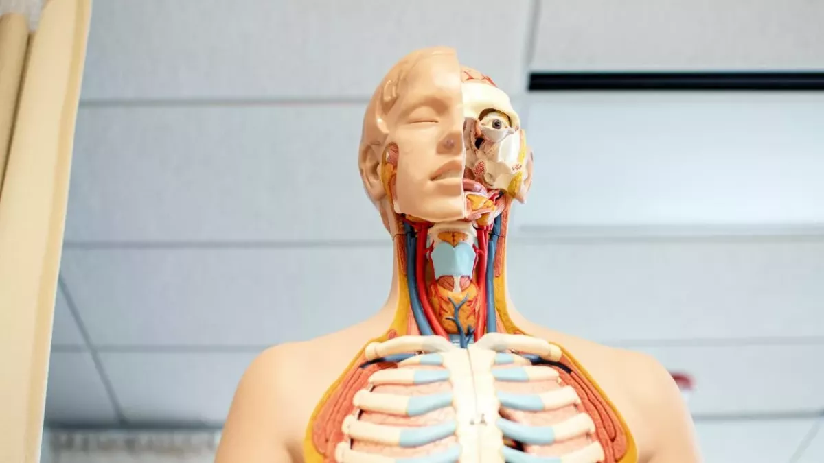 Scientists discovered an organ in the human head… By accident