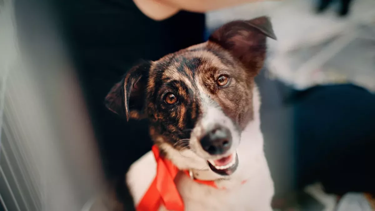 A senior dog who went missing two months ago was accidentally found in a 22-mile cave