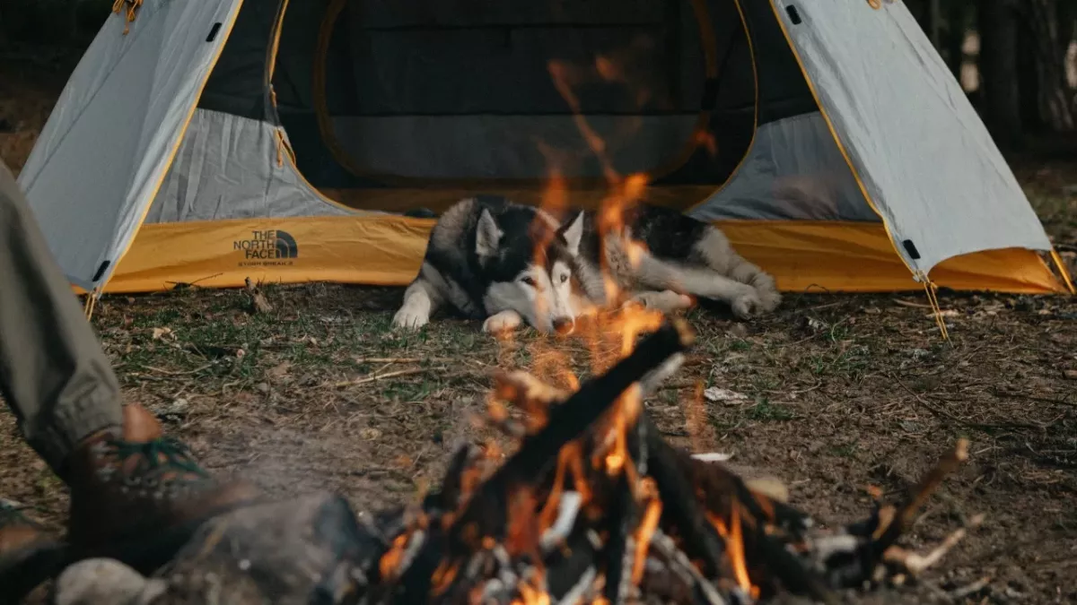 Seven dogs were found 'screaming in agony' after they were ‘doused in petrol and set alight' 