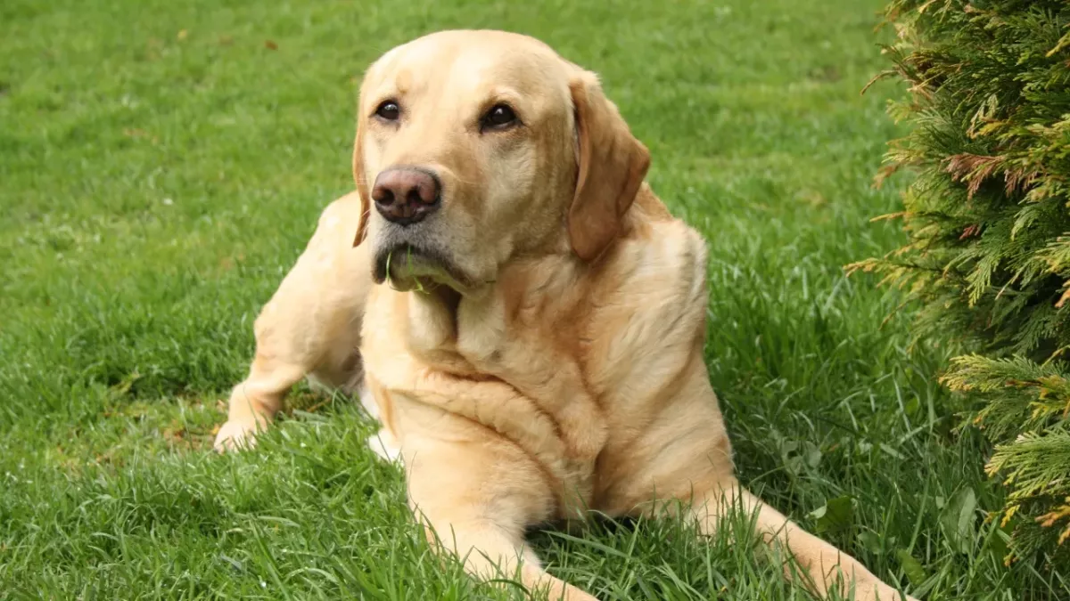 ‘She is our hero’: fearless dog saves a family 'seconds before' mountain lion attack