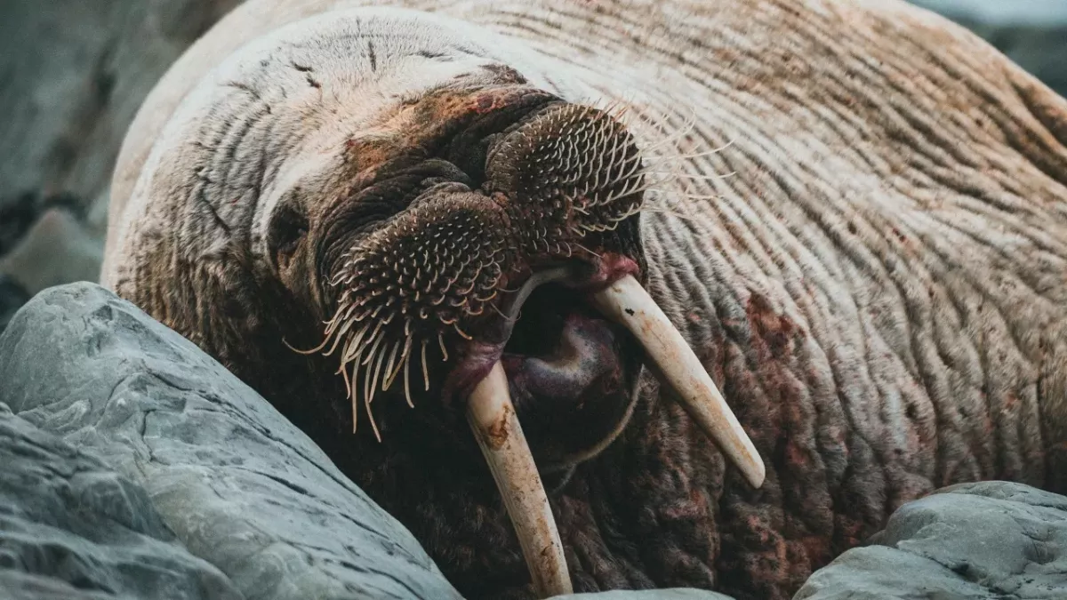 Shock and fury as celebrity walrus Freya was killed by the authorities
