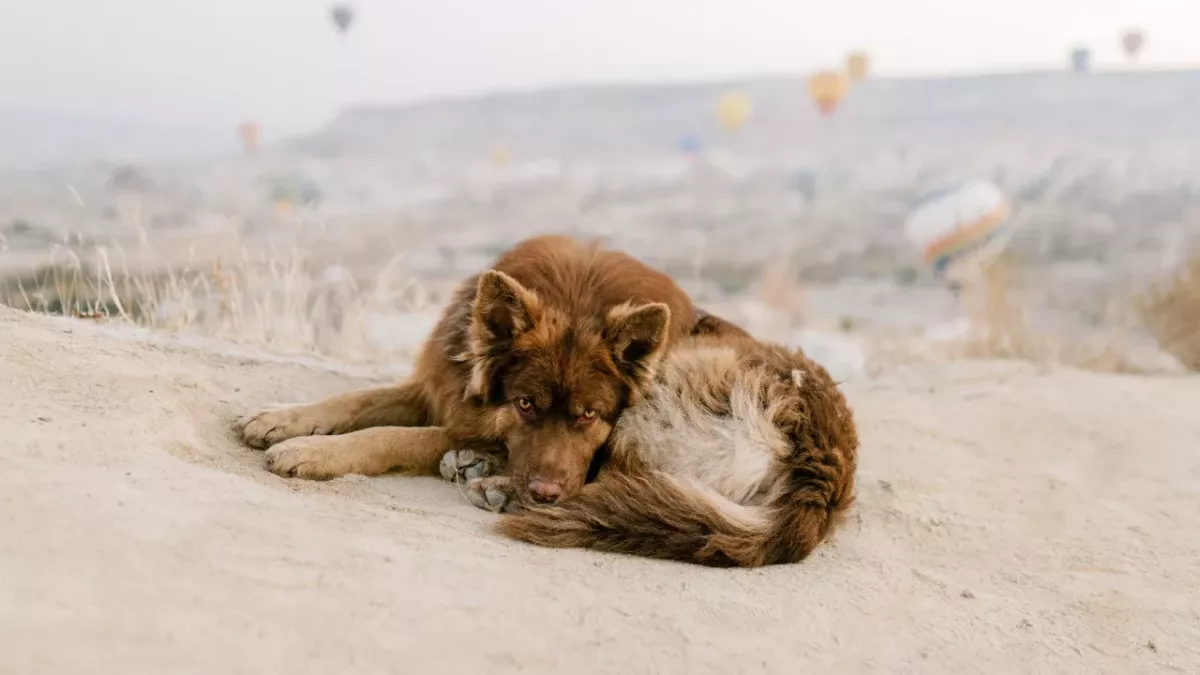 This stray dog was after a snack but ended up uncovering an assassination plot and saving lives