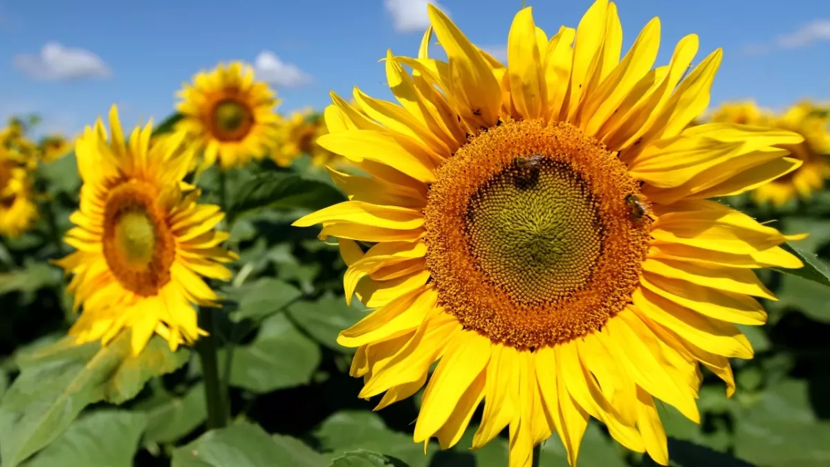 Sunflower oil shortage: Here's what you can substitute it with