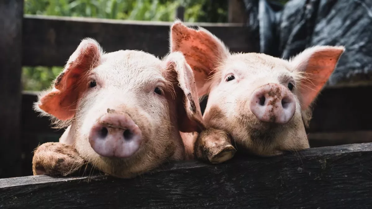 This 'superbug' in pigs could jump to humans, and is highly resistant to antibiotics