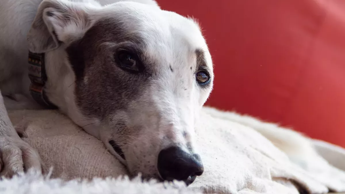This 'sweet girlie' puppy, who was made feel 'unwanted' after she was adopted but 'heartlessly' left back at the shelter, is looking for a home