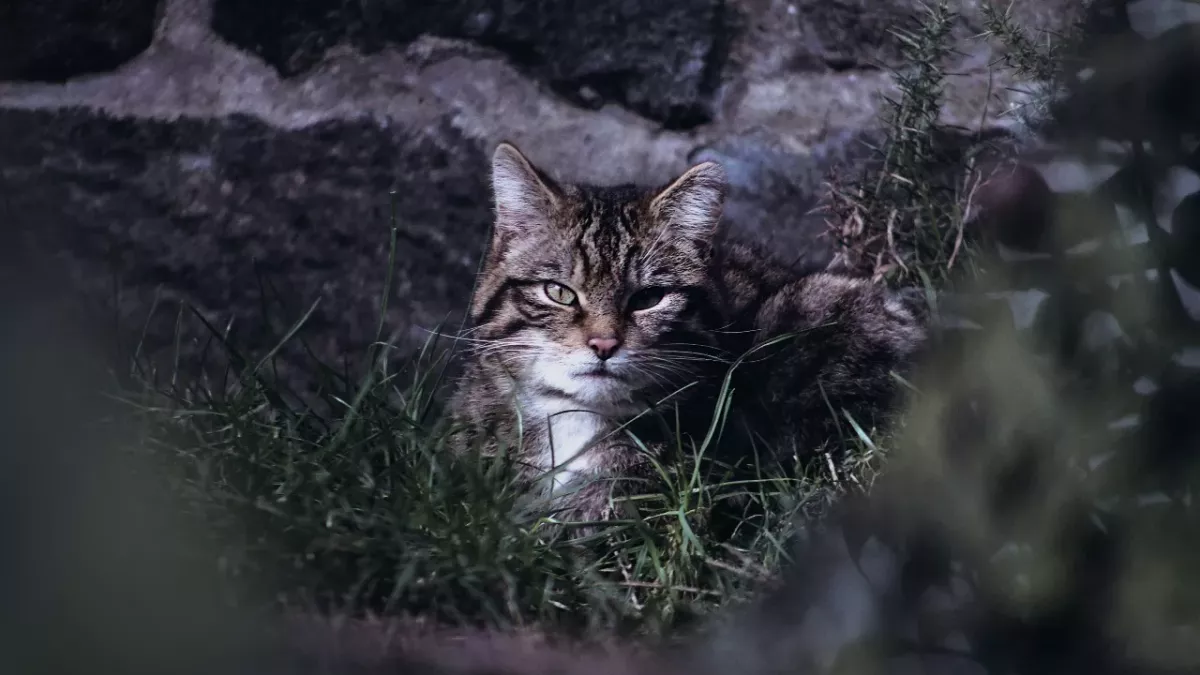 Ten rare wildcat kittens that are 'functionally extinct' born in Scotland