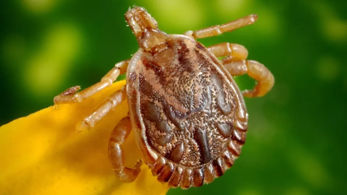 Travellers may be advised to get a new vaccine amid the rise of tick-borne virus: should we be worried?
