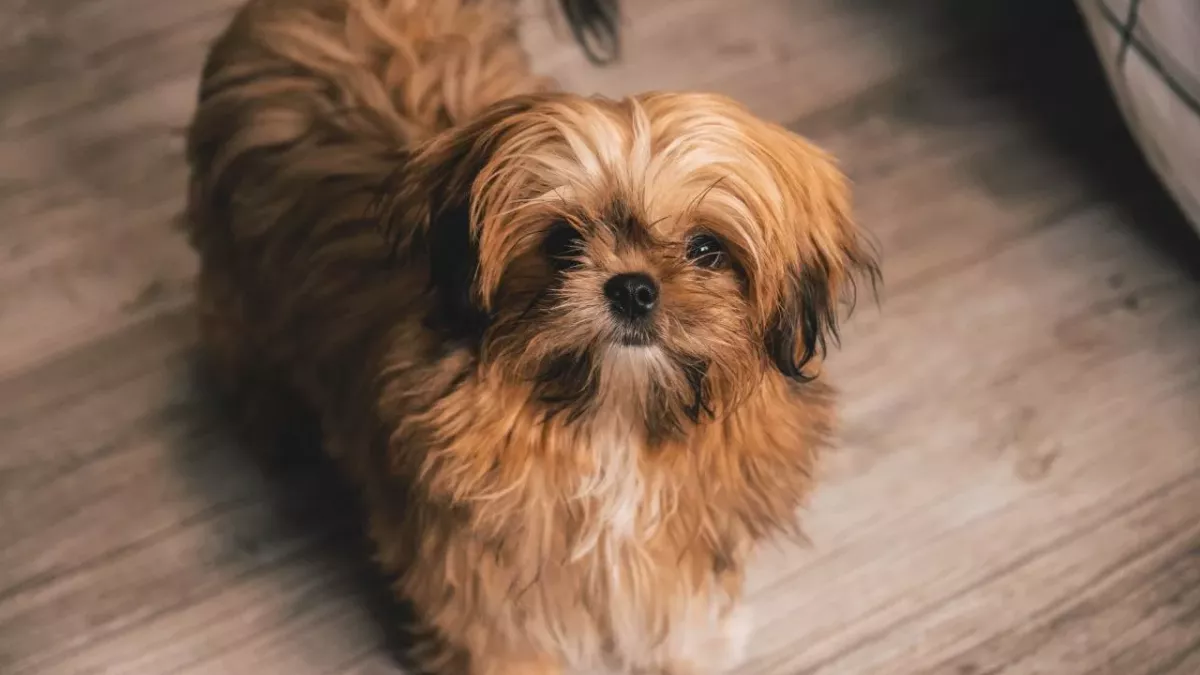 An unrecognisable dog in a 'hardened shell' rescued by the animal inspectors