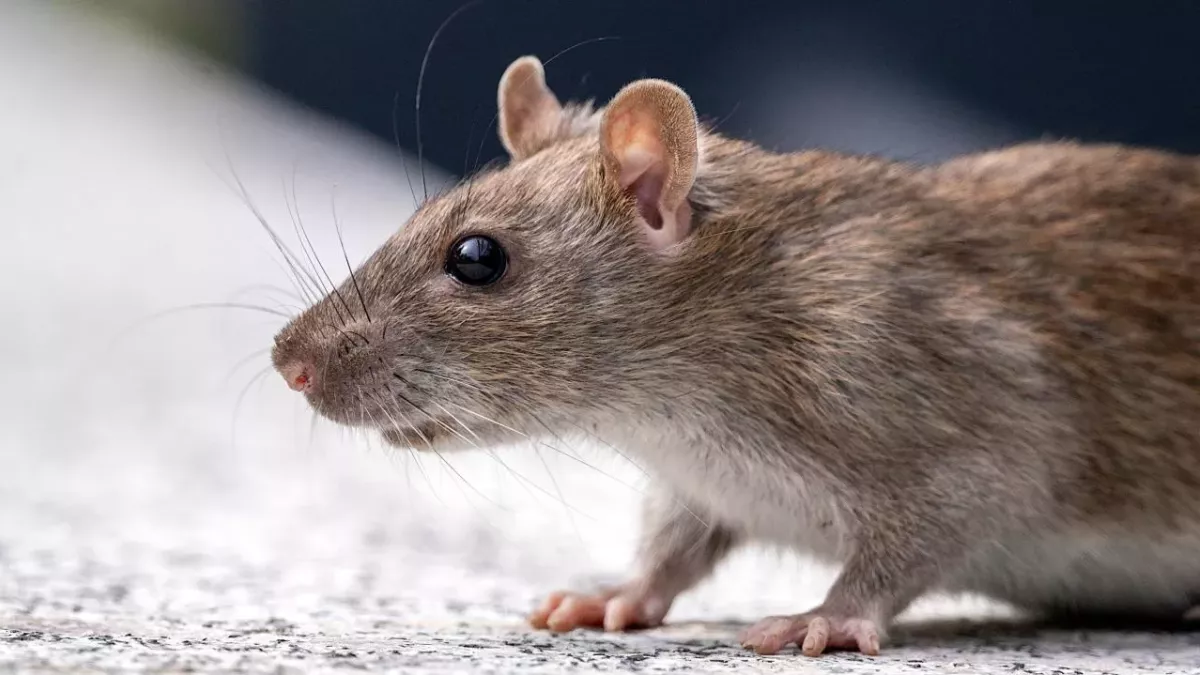 Urgent warning rats health