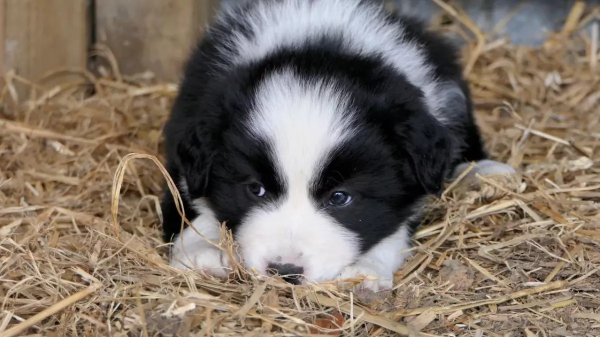 Wales to toughen jail sentences on animal abusers 