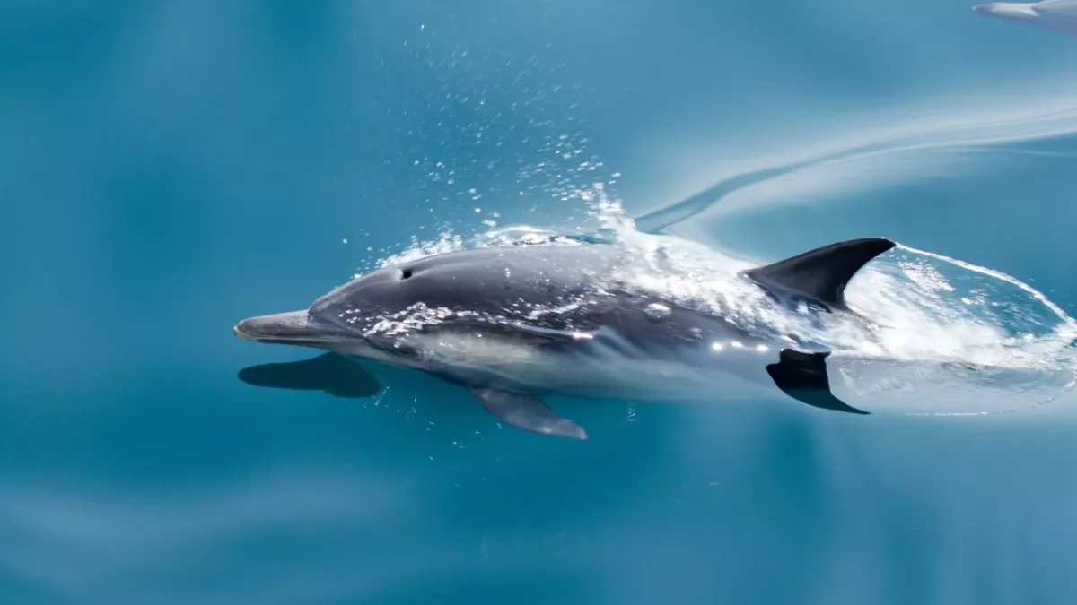 War in Ukraine: Russia deploys an unusual military strategy at sea