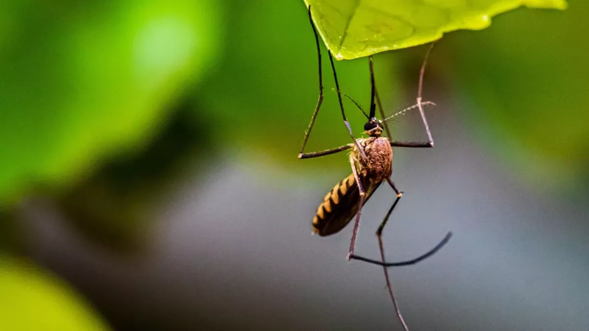 West Nile virus: What is the mosquito-borne disease and should we be worried?