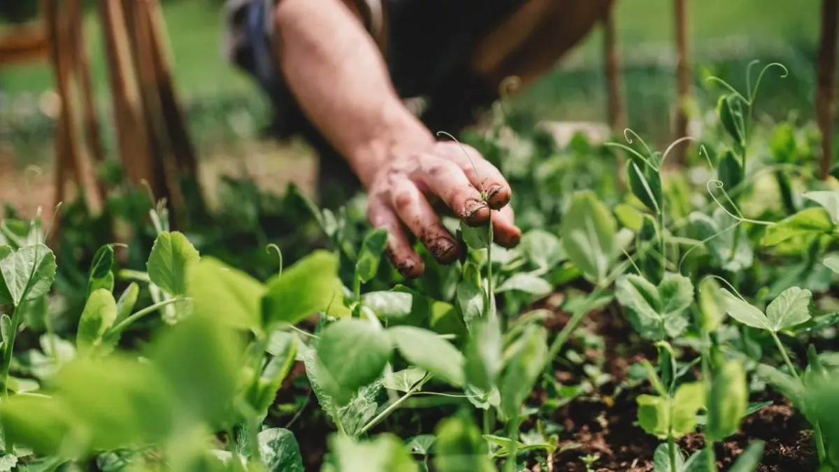 West Sussex town makes plant-based pledge, becomes first European town to sign Plant Based Treaty