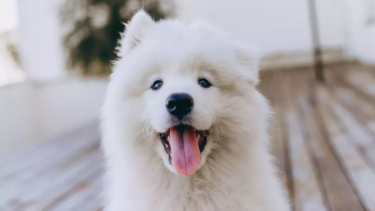 This is why this pup who was rescued from dying in a scorching heat will never be neglected again  