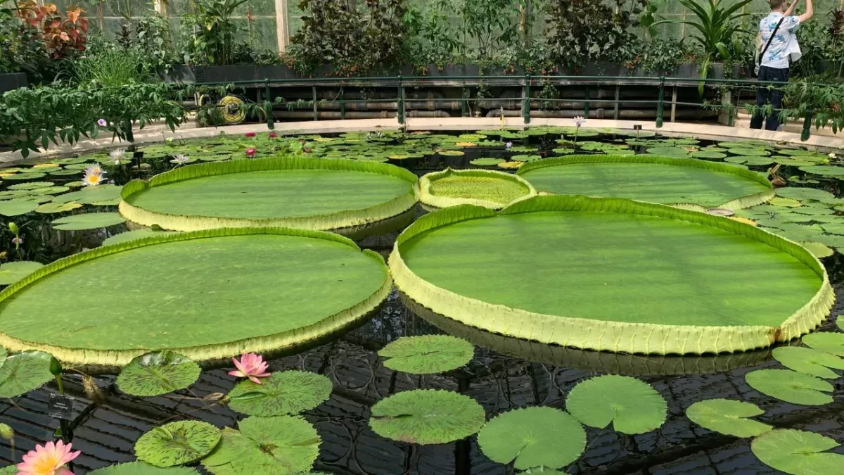 The world's largest lily pad at Kew Gardens