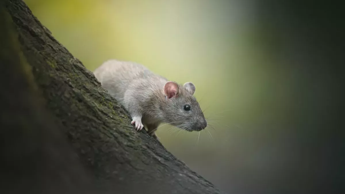 Amidst bin strikes in the UK, mutant 'super rats' resistant to poison are taking over the streets