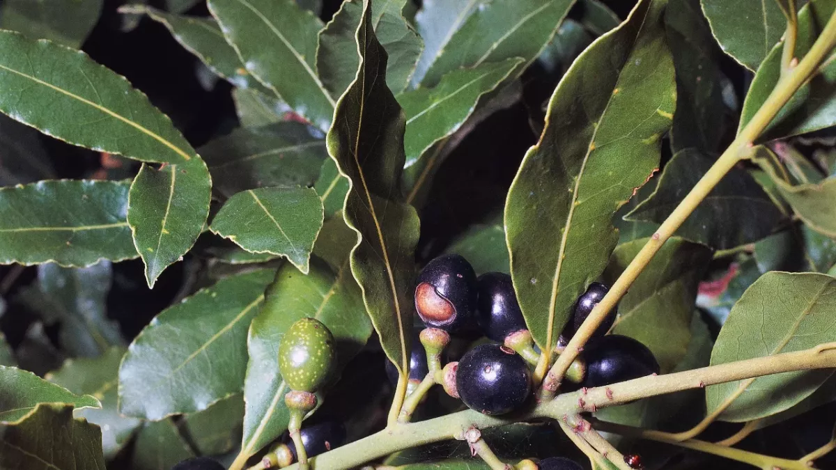 Benefits of burning bay leaves at home and work