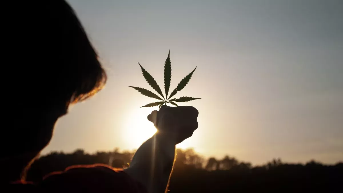 cannabis stays system blood health