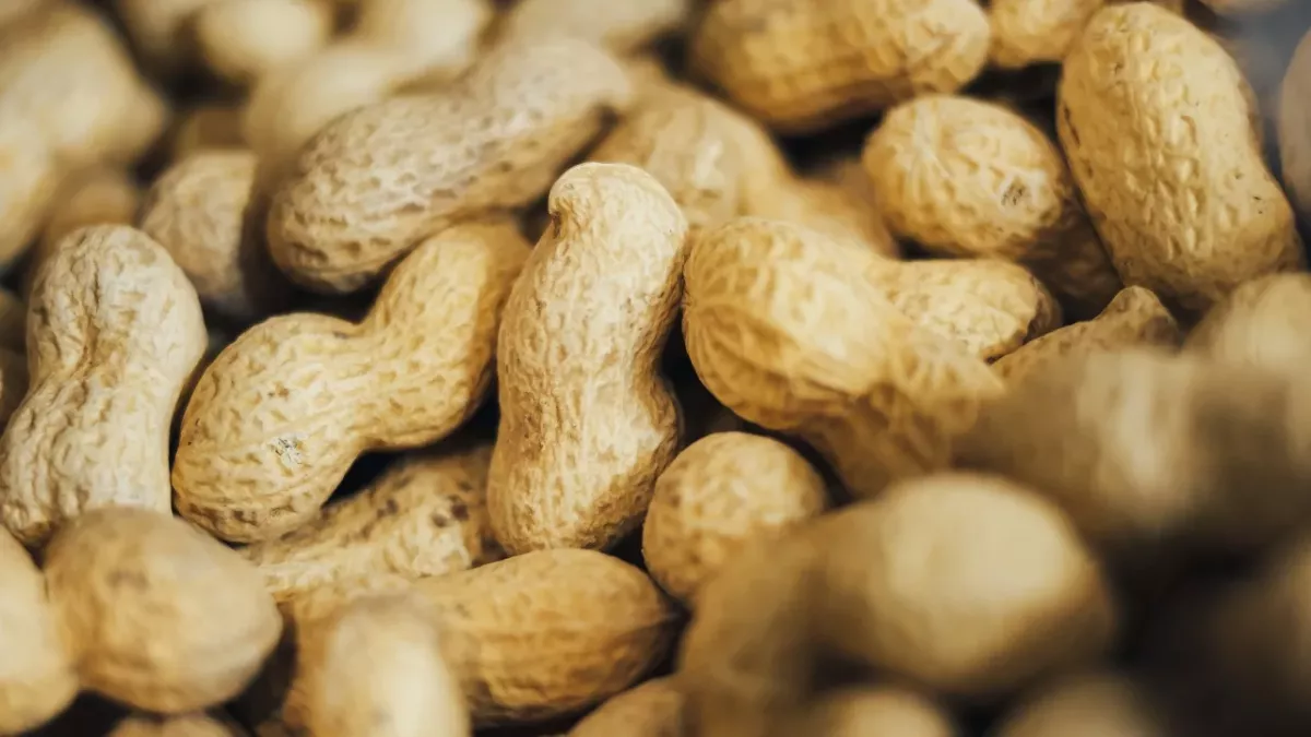 Eating boiled peanuts could cure this common potentially fatal condition