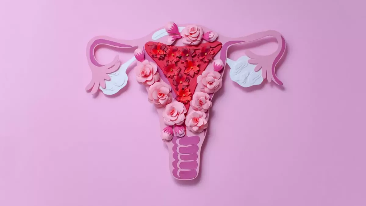 Everything You Need To Know About the Menstrual Cycle