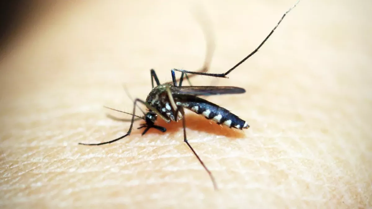 Mosquitos could be spreading flesh-eating bacteria, here's what to know