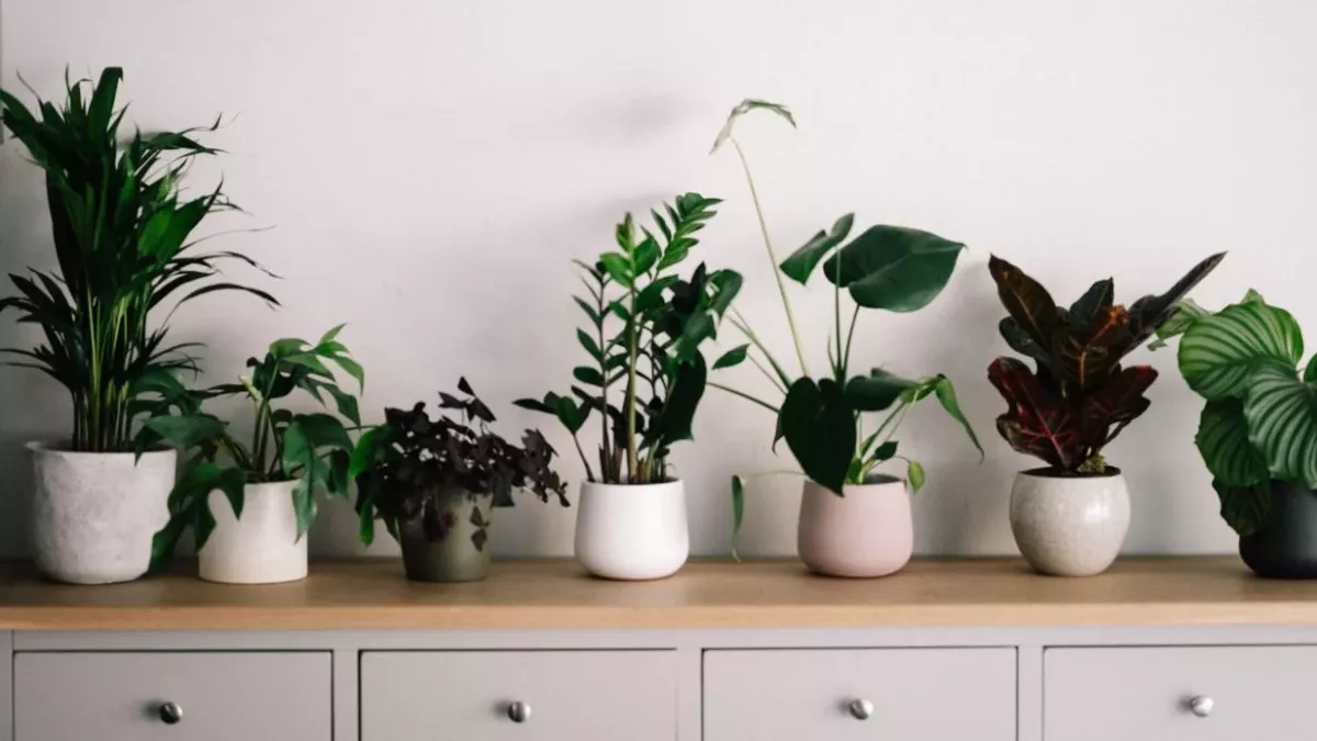 Researchers Confirm That Houseplants Can Relieve Lockdown Stress