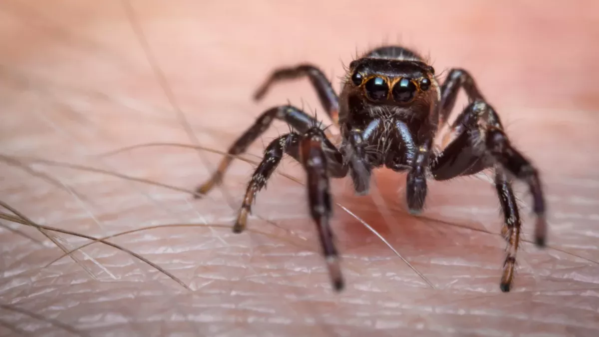 spider bite
