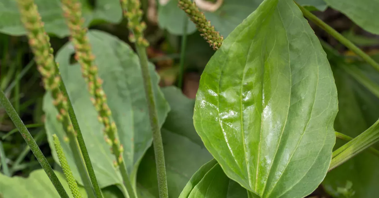 There Are Some Very Surprising Reasons Why You Shouldn’t Be Ignoring This Very Common Weed