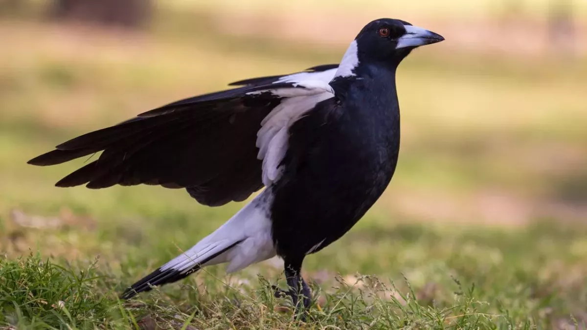 Warning issued about magpie swooping season after man gets pecked in the eye 