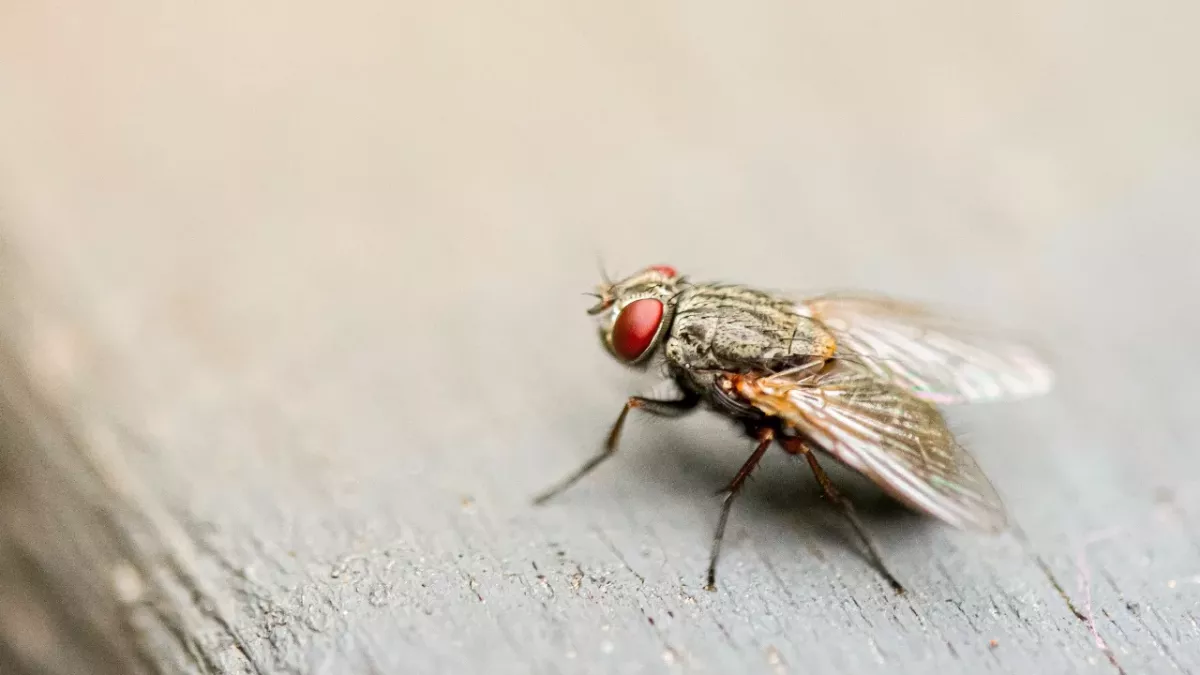 This is what you should do if a fly lands in your drink, according to science 