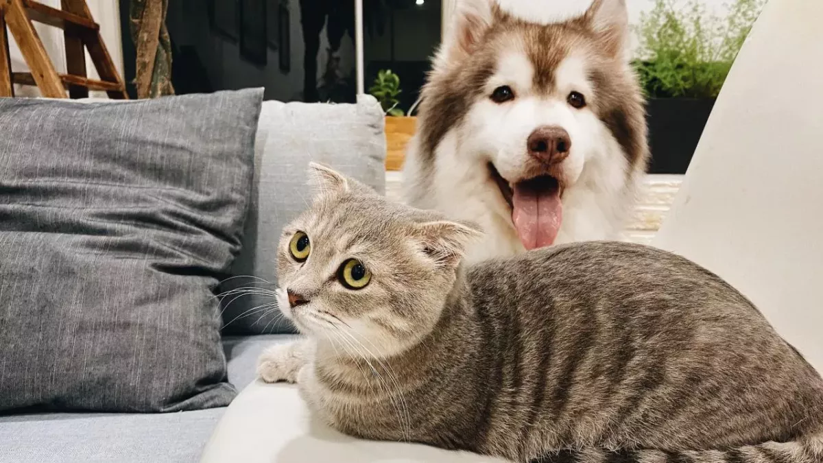 Woman reveals how she got infectious parasite and bacteria from her pet cats