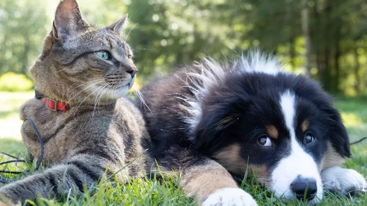 Cat or dog, which pet fits your personality best? 