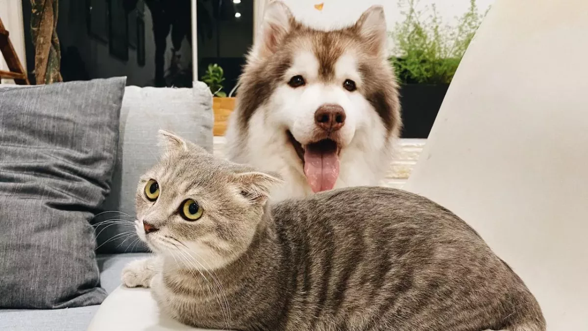 This optical illusion reveals if you’re a dog or cat person