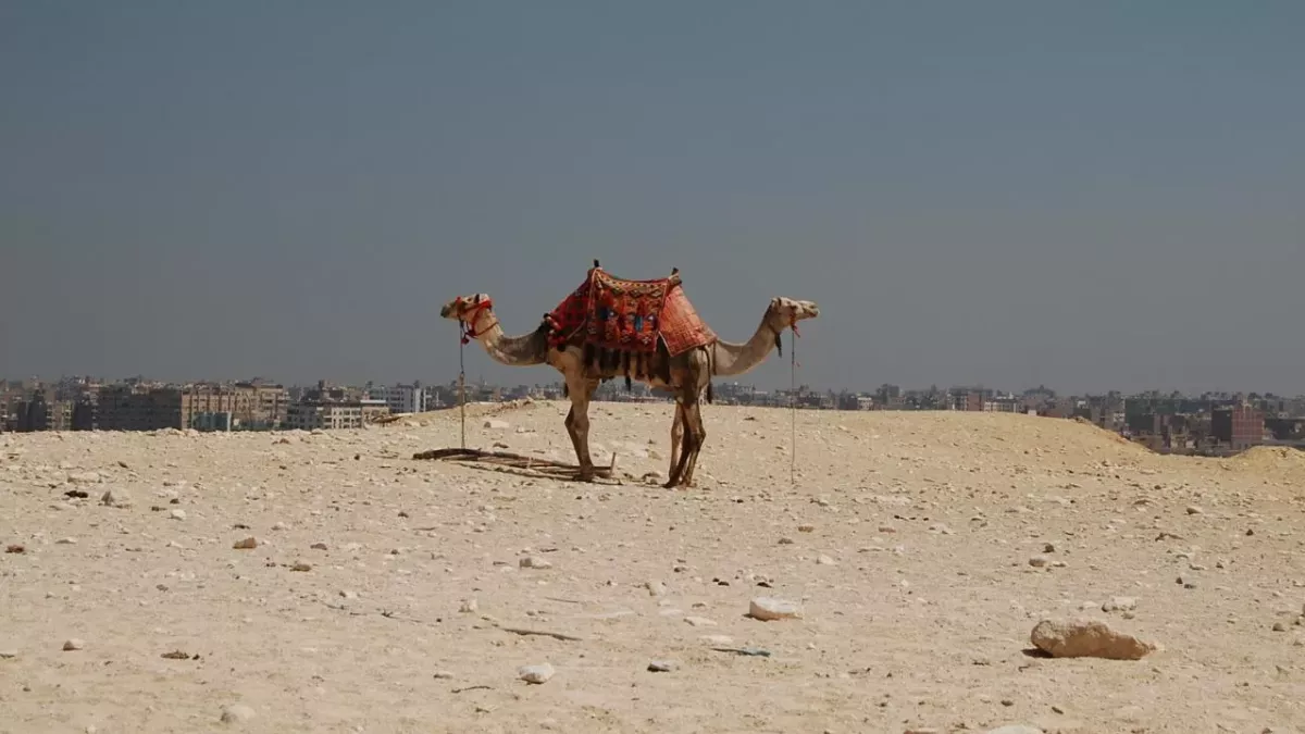 This optical illusion is so hard, that only 1% of people can find the third animal