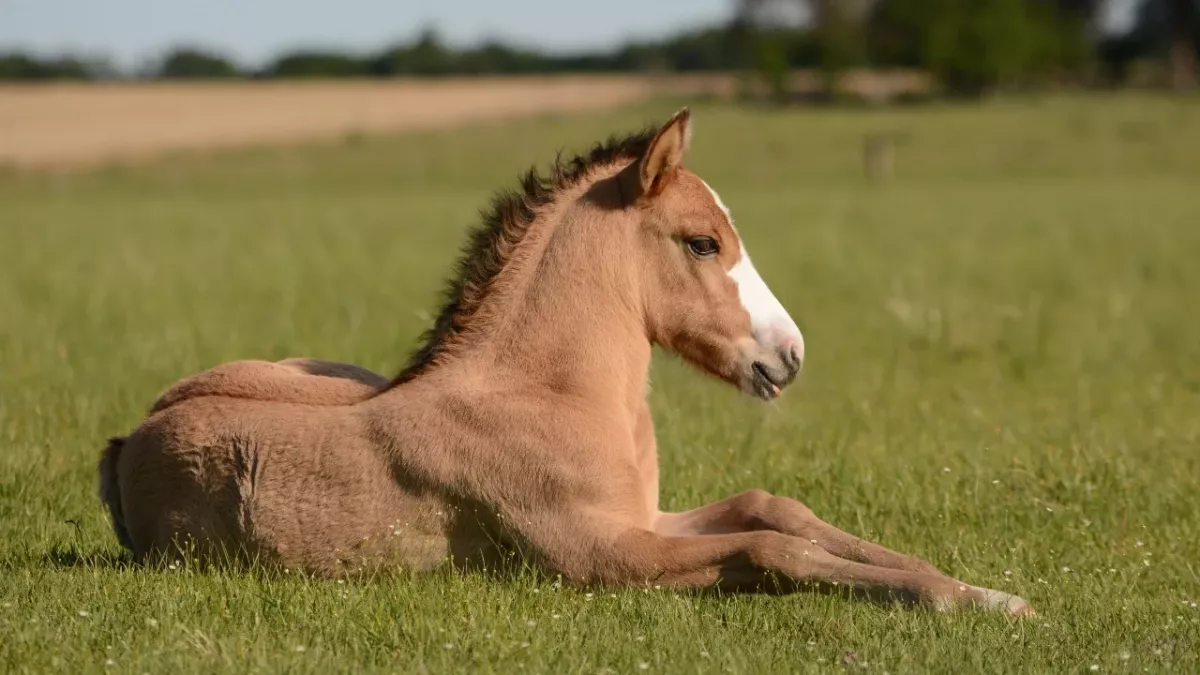 Optical illusion: Which way is the horse turning? The question that will drive you crazy