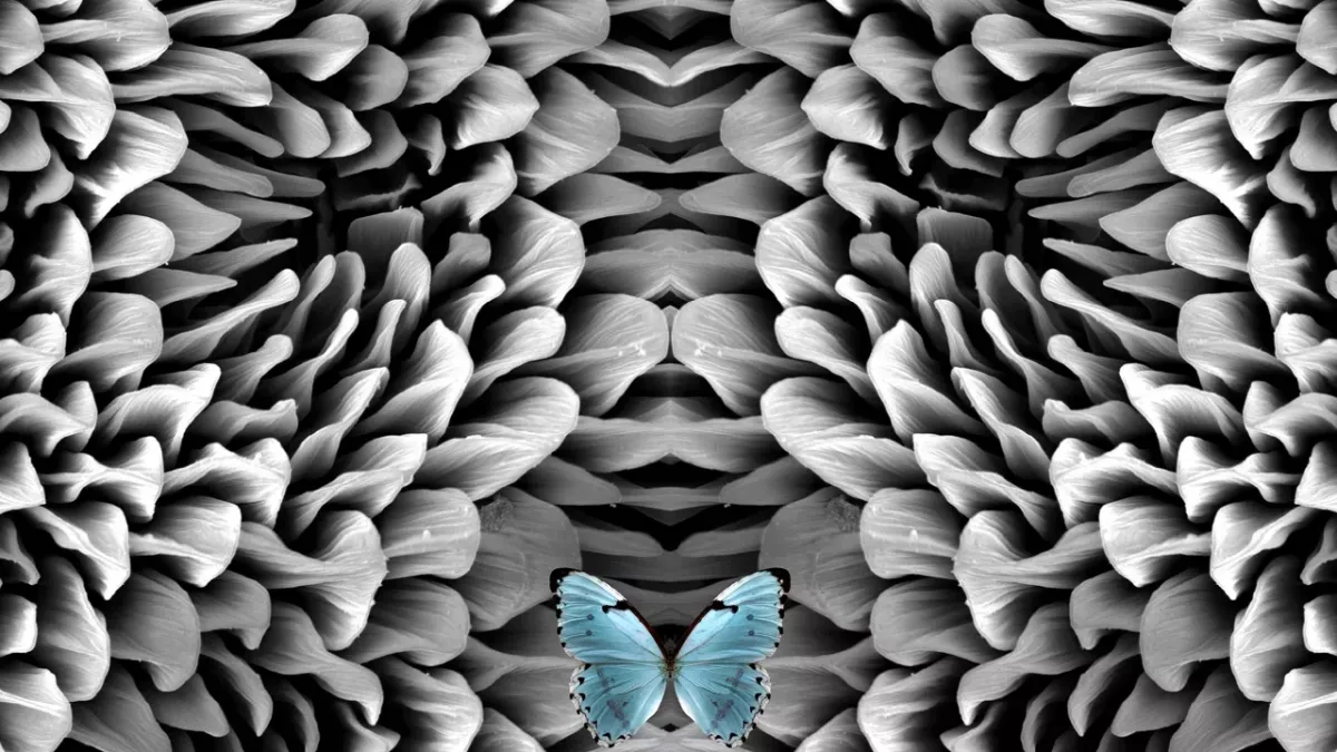 Optical Illusion