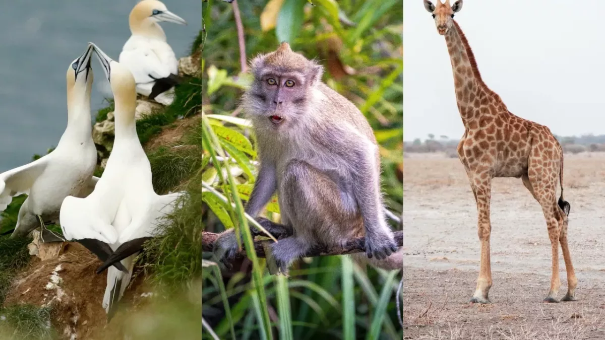 animals wildlife homosexuality nature