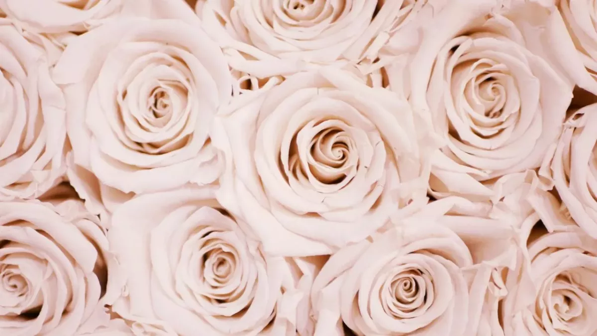 This is the supermarket selling the cheapest roses for V-day