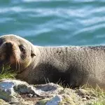 A farmer left shocked after spotting a baby seal in a wheat crop kilometres away from ocean