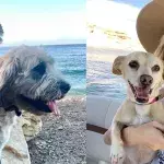 Miley Cyrus And Liam Hemsworth’s Divorce: Who Will Get Custody Of Their 13 Pets?