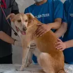 'Nothing short of a miracle': dog rescued from a drain pipe after a week with no food and water