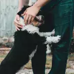 A twice-abandoned dog ‘accidentally’ gets his home back; watch him reunite with his long-lost dad (VIDEO)