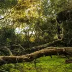 I’m A Celeb fans ‘unhappy’ as the All-stars line up is revealed, here’s why 