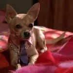 Zodiac: Here are the dog breeds that best suit you based on your sign