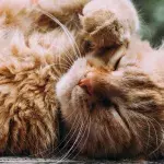 Zodiac: What pet should you get based on your zodiac sign?