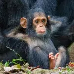 The 2019 Finalists For The Comedy Wildlife Photography Awards